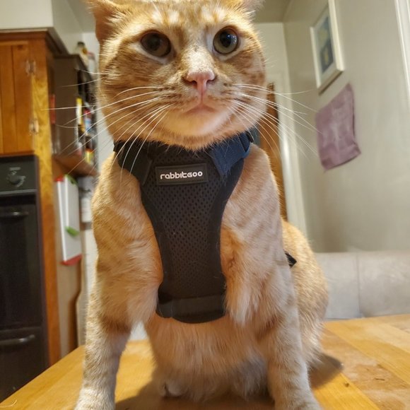 hello hello - Picture 2 of 2